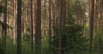 Forest Videos, Download The BEST Free 4k Stock Video Footage & Forest ...