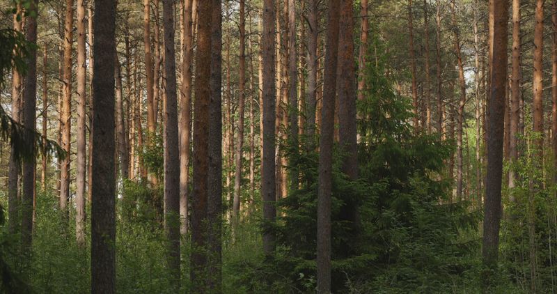Forest Videos, Download The BEST Free 4k Stock Video Footage & Forest ...