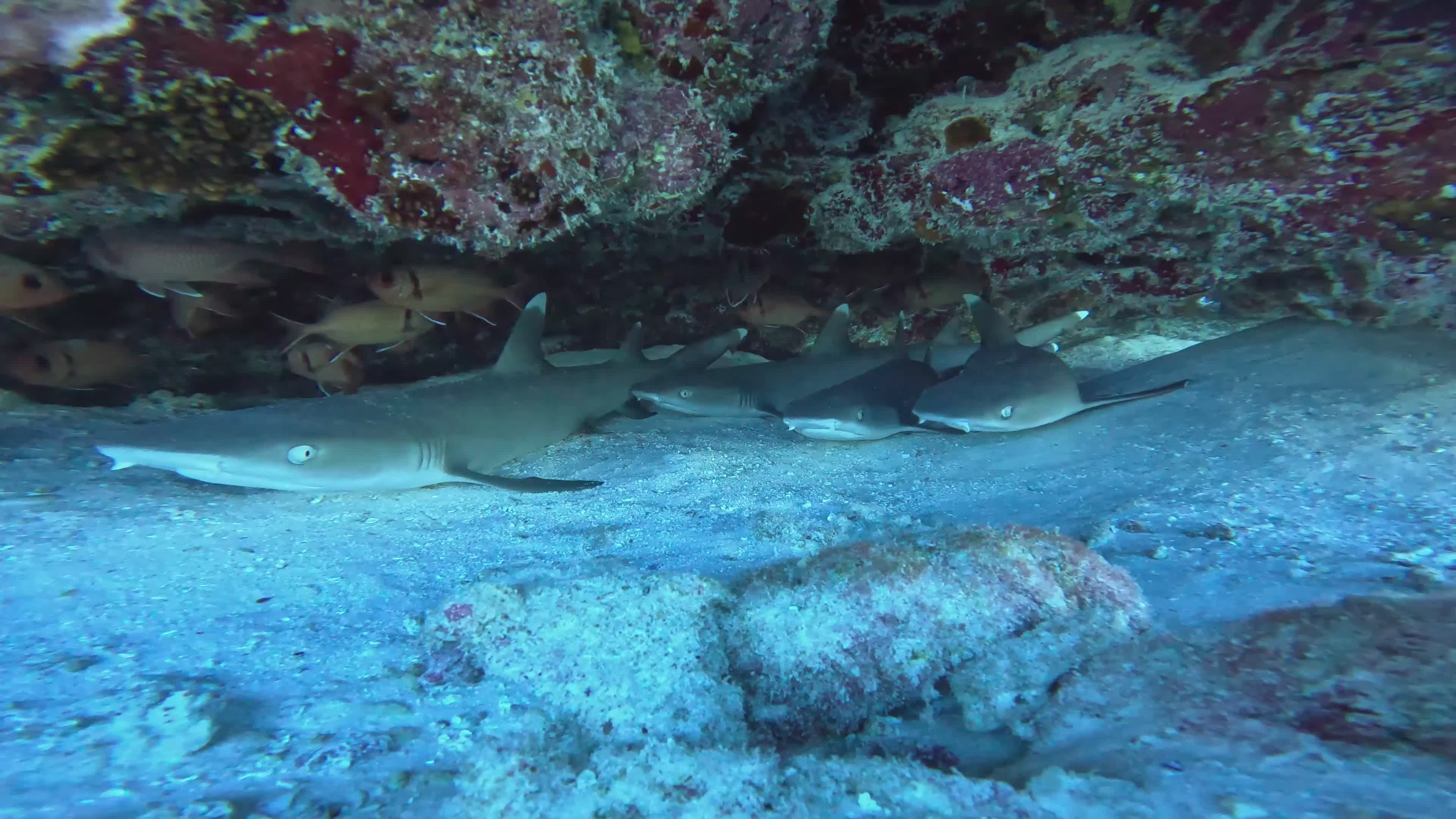 Underwater Sharks Resting in Coral Reef Free Stock Video Footage ...