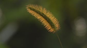 视频素材预览