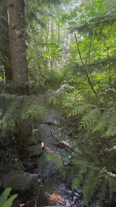 SADAF EBADI's nature timelapse video