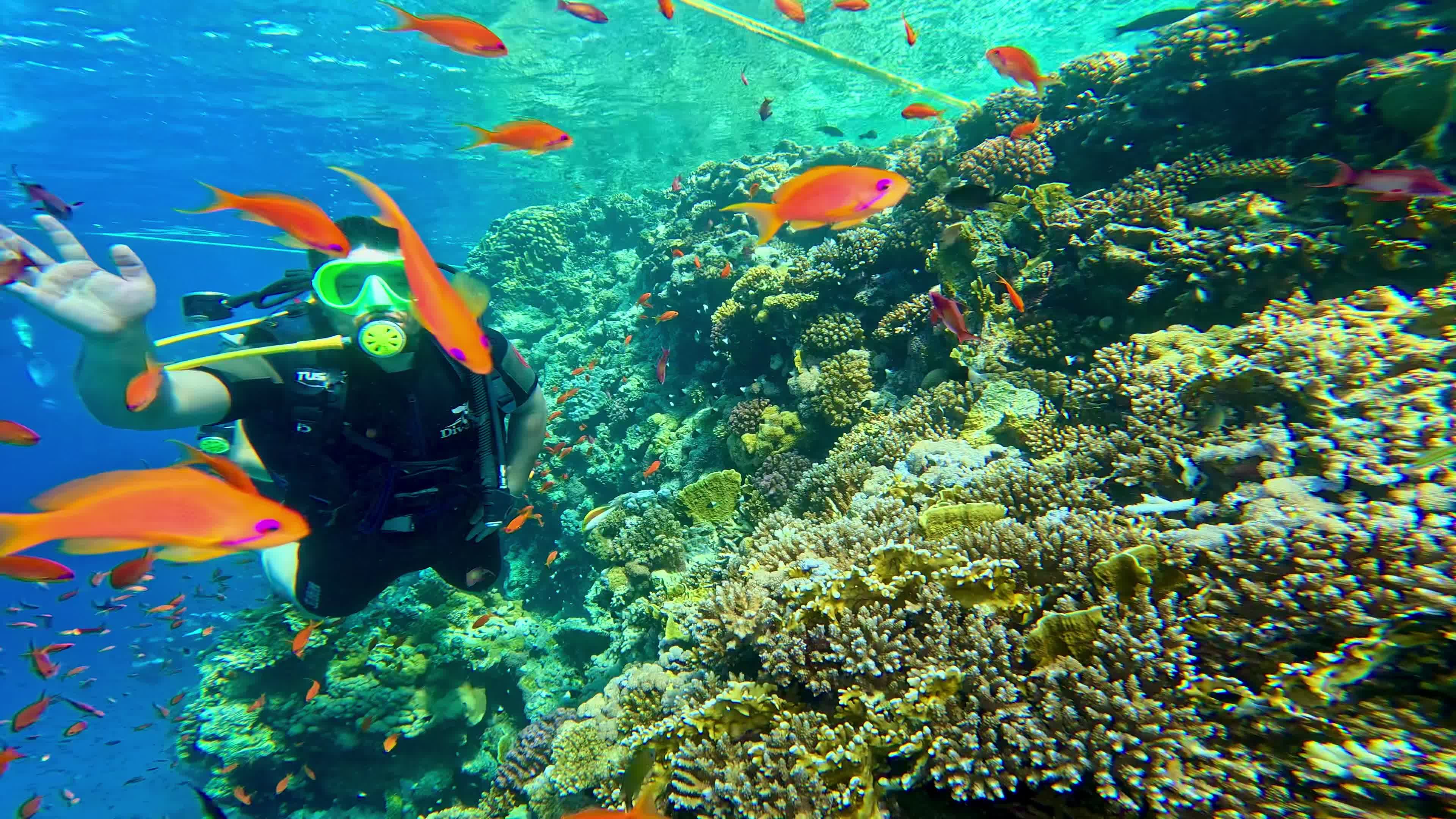 Diving Tour Operator video