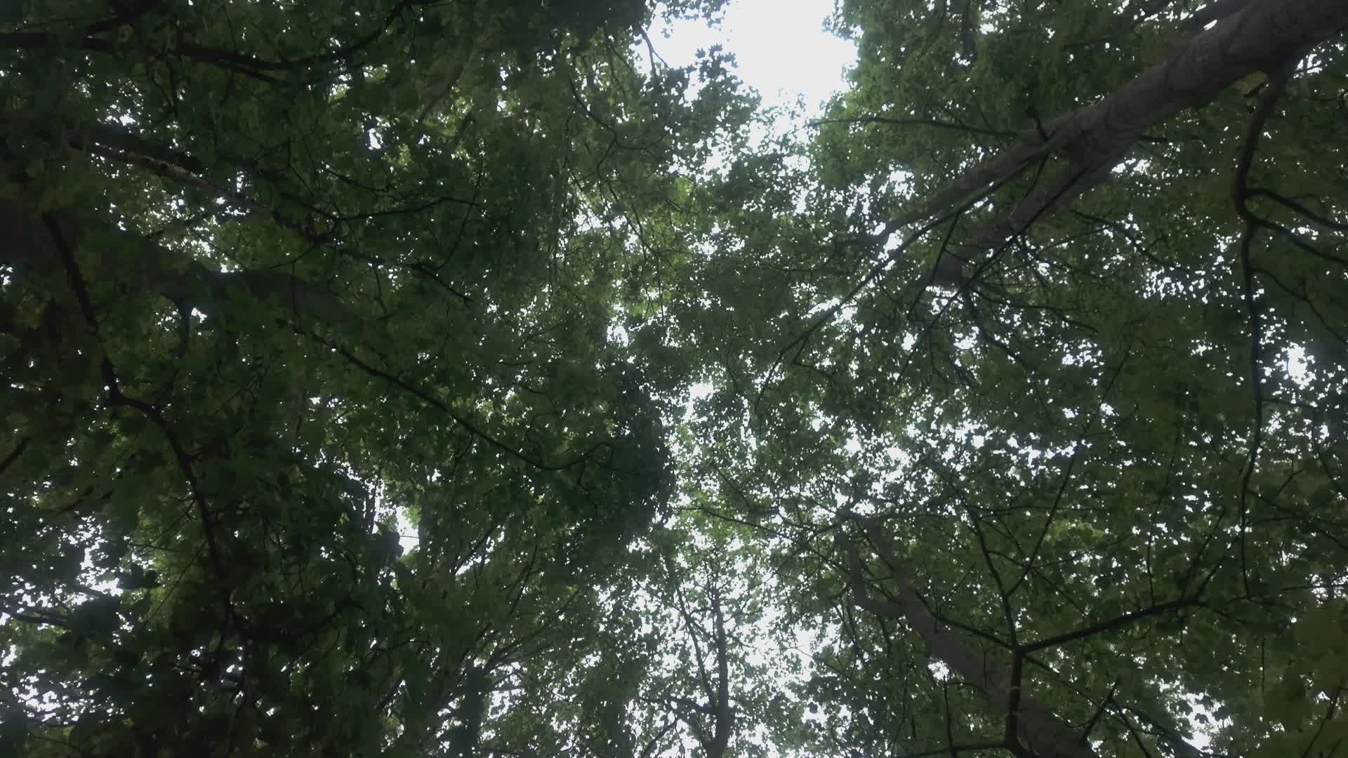 Video by Scott Precious
