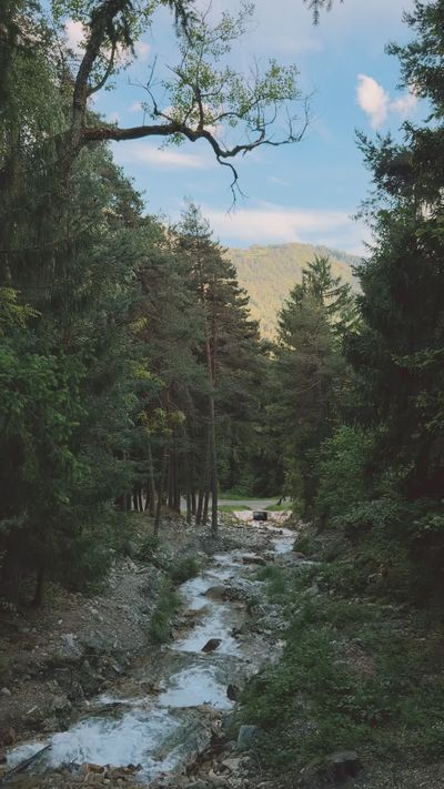 Vincent Rivaud's nature timelapse video