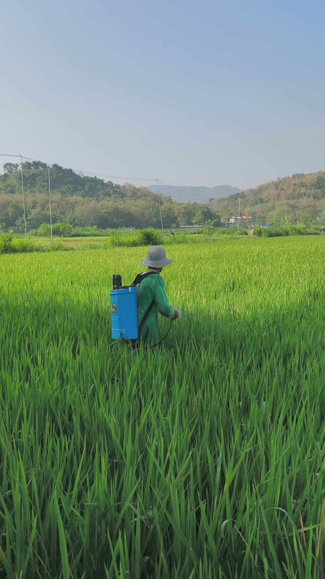 Farmer Spraying Pesticides in Rice Field Free Stock Video Footage ...