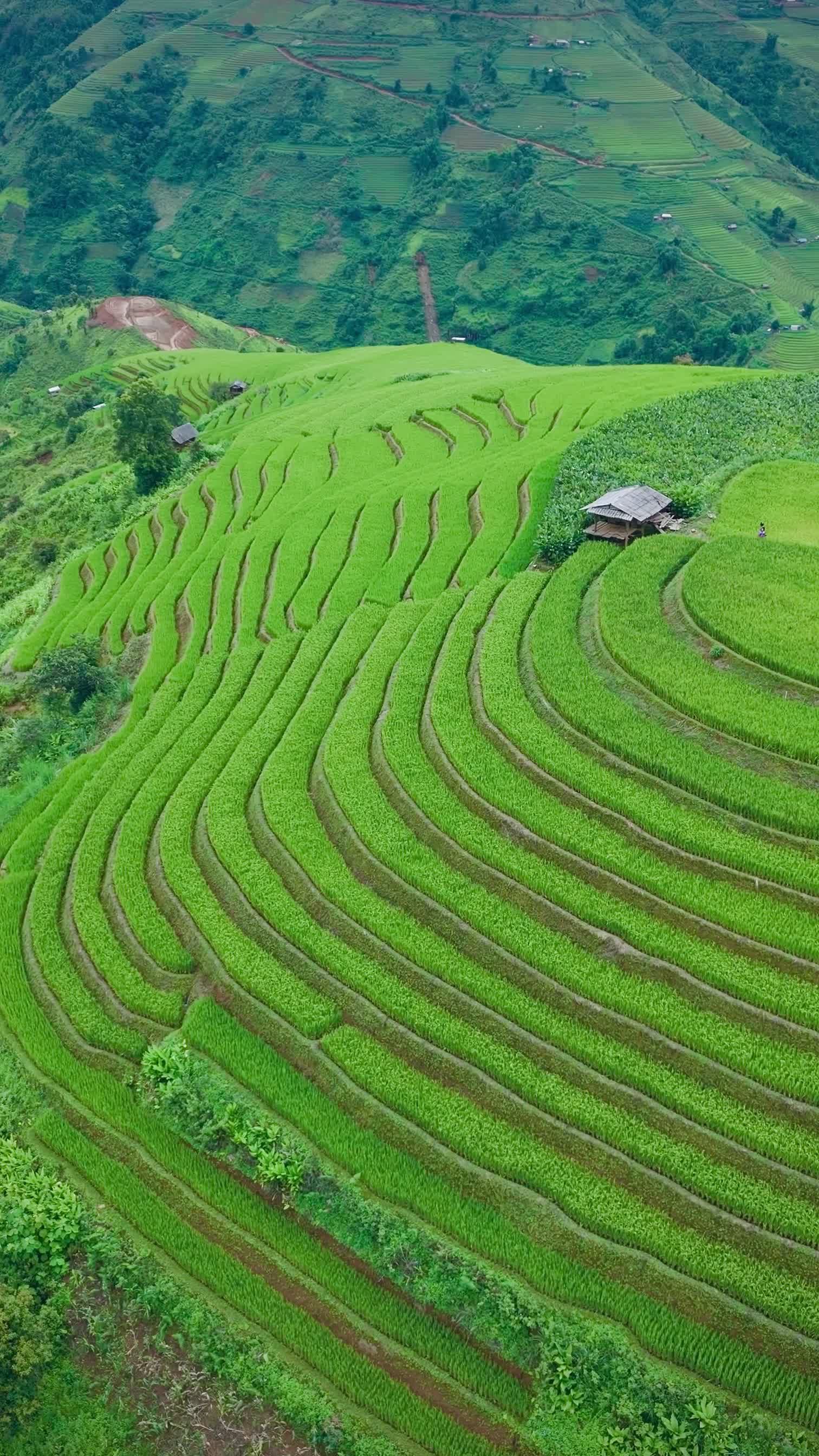 Aerial View of Lush Green Rice Terraces Free Stock Video Footage ...