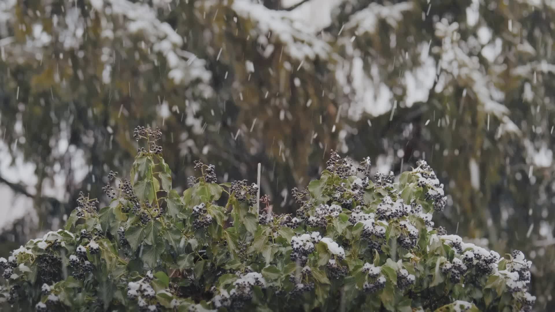 Serene Snowfall Over Evergreen Foliage Free Stock Video Footage ...
