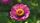 blooming flower