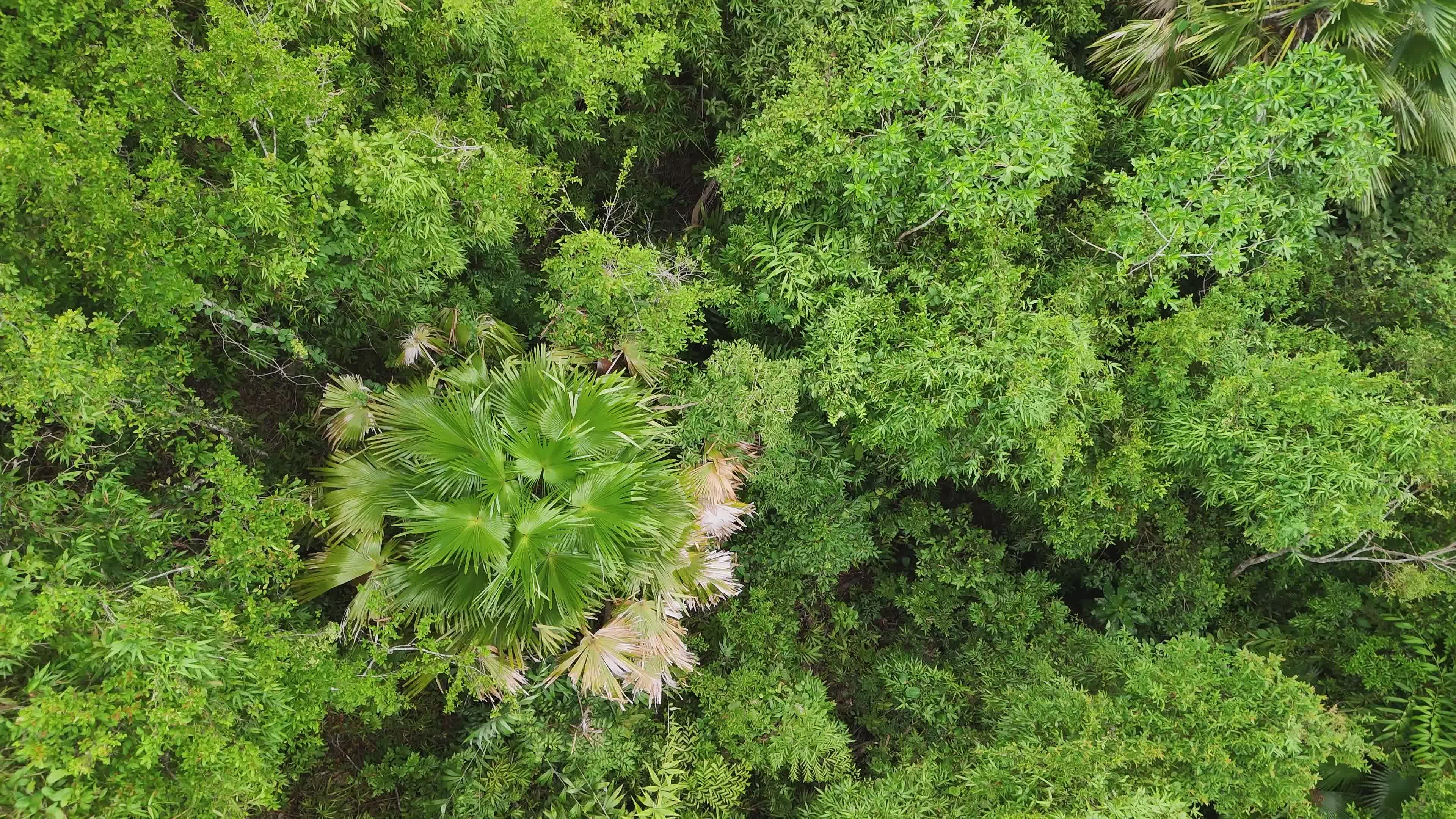 Aerial View of Lush Forest and Coastal Cityscape Free Stock Video ...