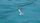 albatross