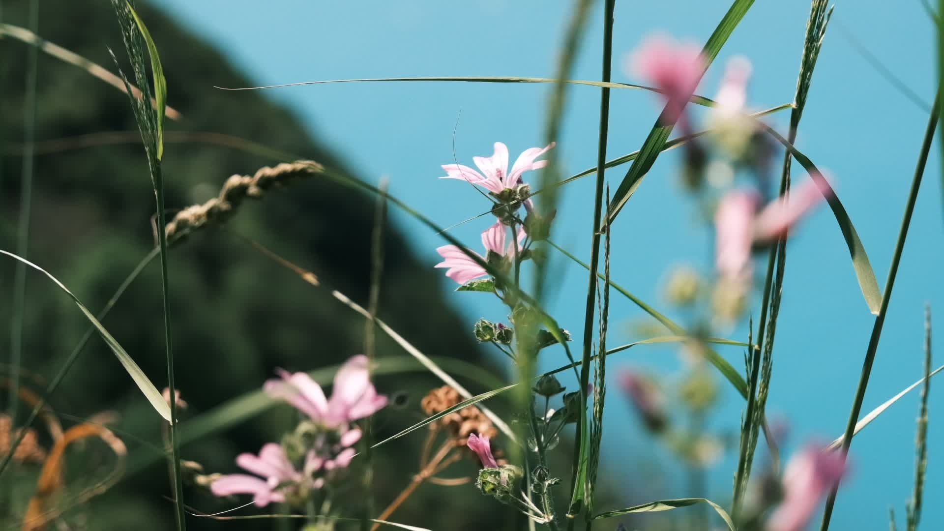 Video by Rahime Gül