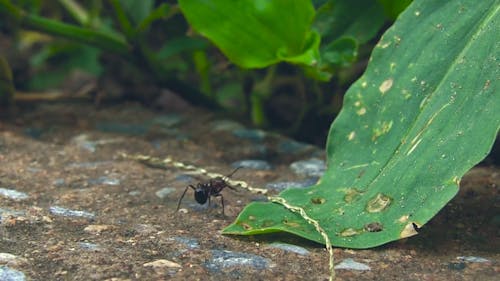 Images D'une Fourmi Marchant Seule