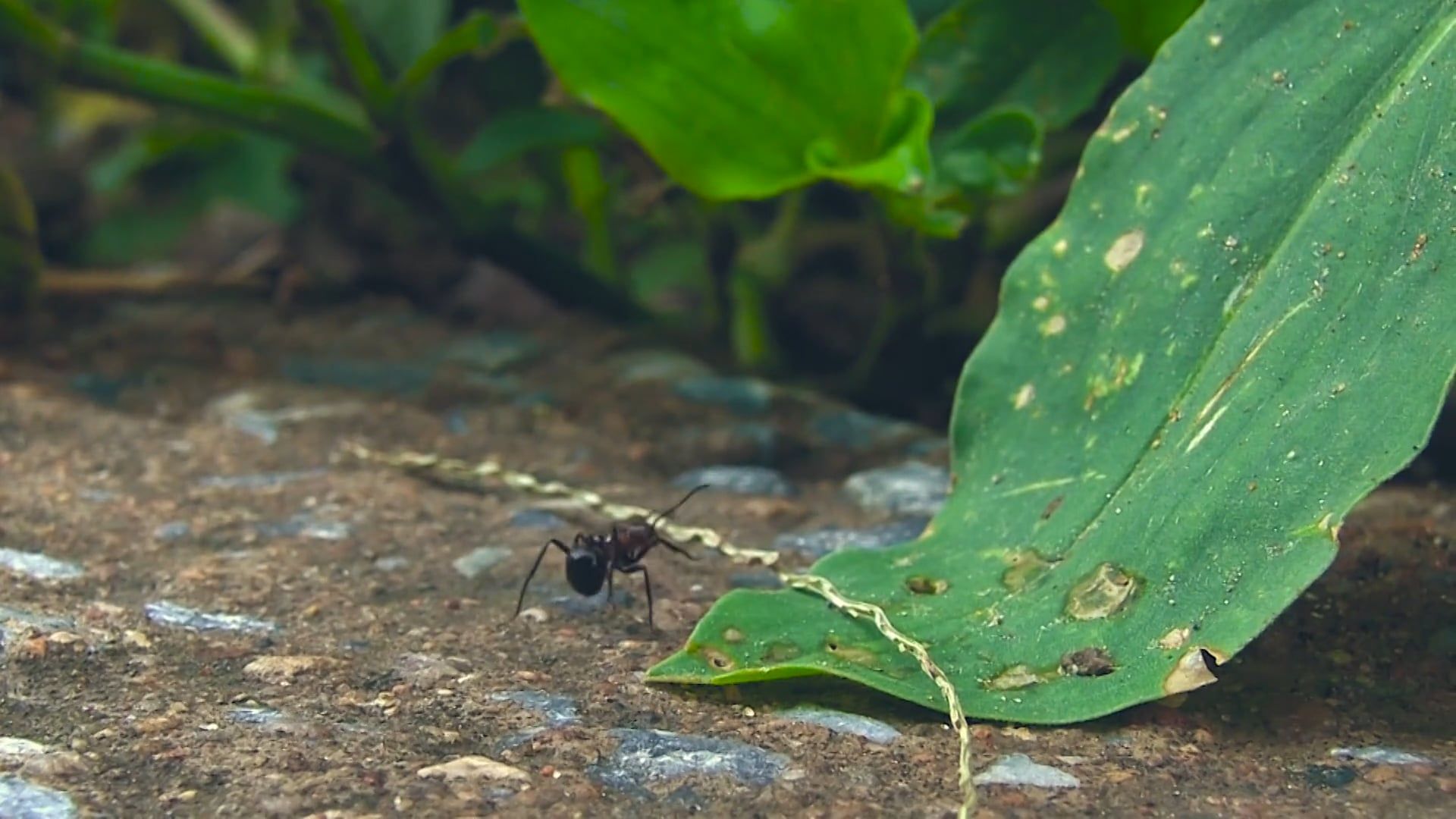 Ant Wandering Footage Of An Ant Walking Alone · Free Stock Video