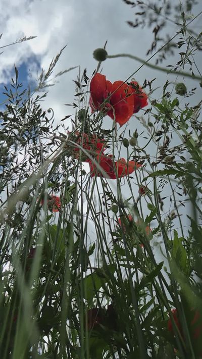 Olha  Rudova's nature timelapse video