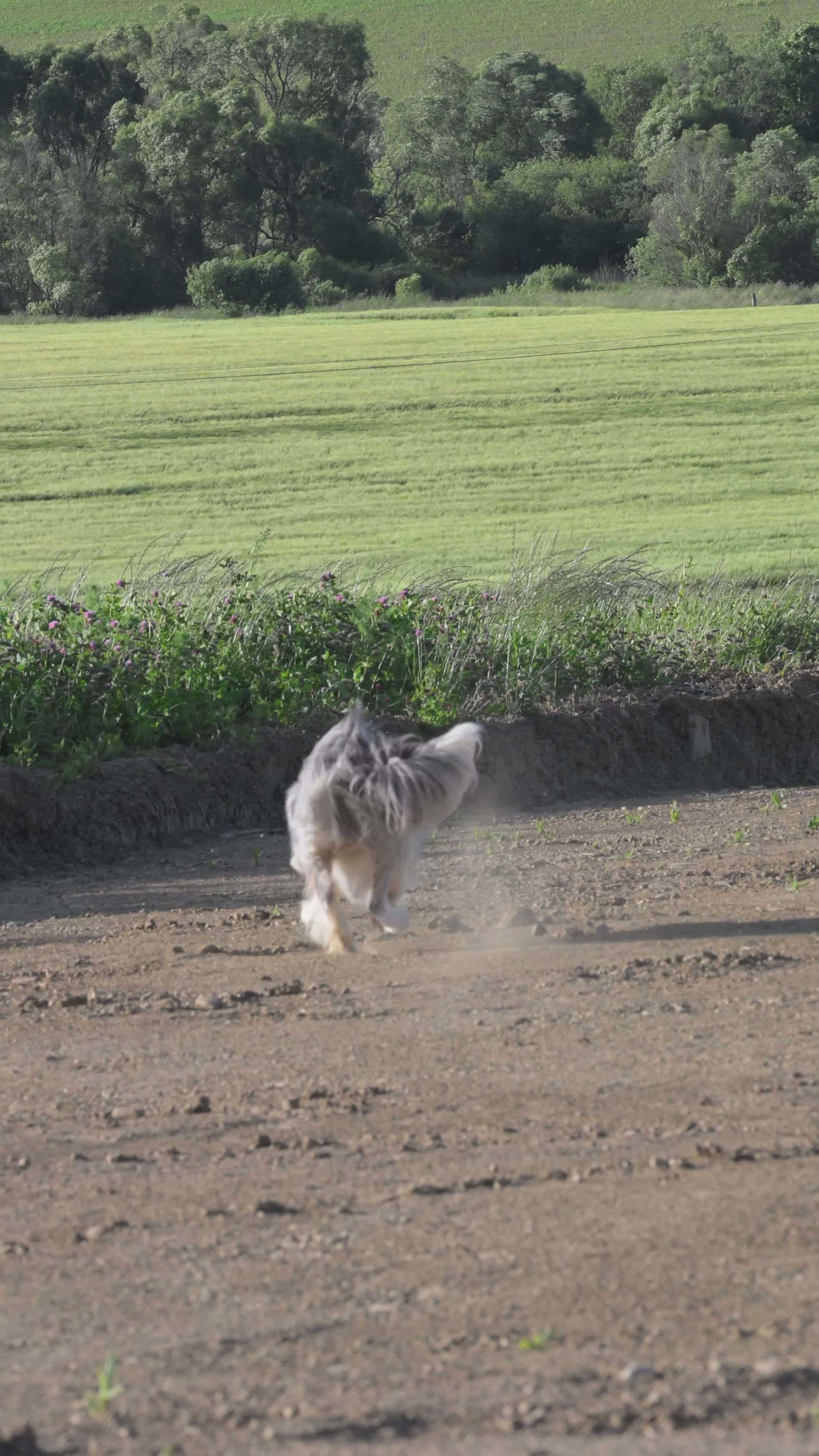 Energetic Border Collie Running in Field Free Stock Video Footage ...