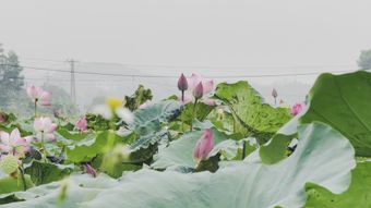大风中的荷花视频素材免费下载视频素材视频素材