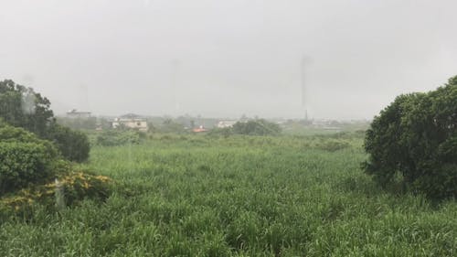 Regen Fällt, Der Das Dicke Gras Eines Freien Grundstücks Benetzt