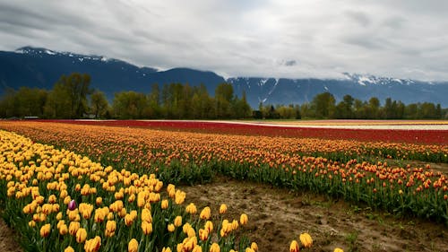 Plantation De Tulipes Dans Un Champ Agricole