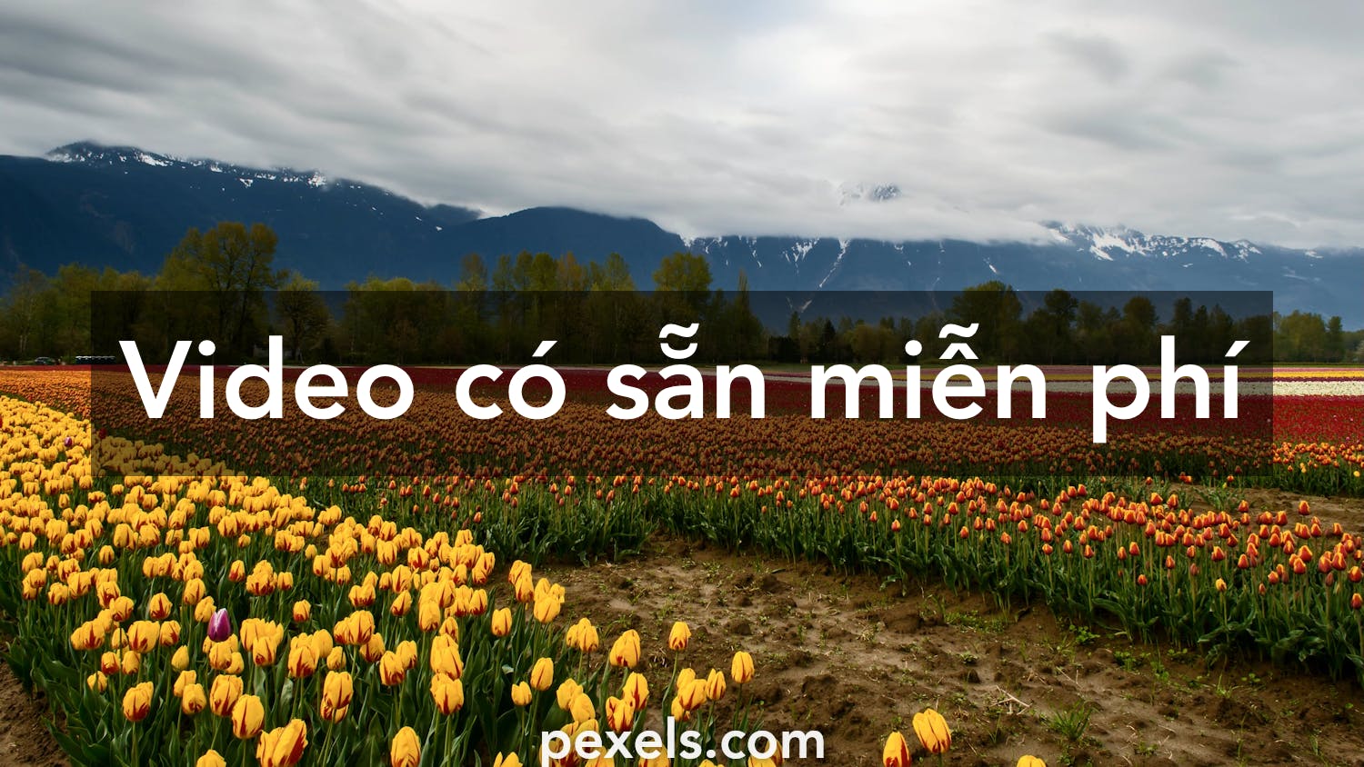 Vườn hoa là nơi để tránh xa những căng thẳng hàng ngày. Hãy cùng ngắm những bông hoa đẹp và tận hưởng cảm giác yên bình tại những khu vườn hoa tuyệt đẹp trên thế giới.