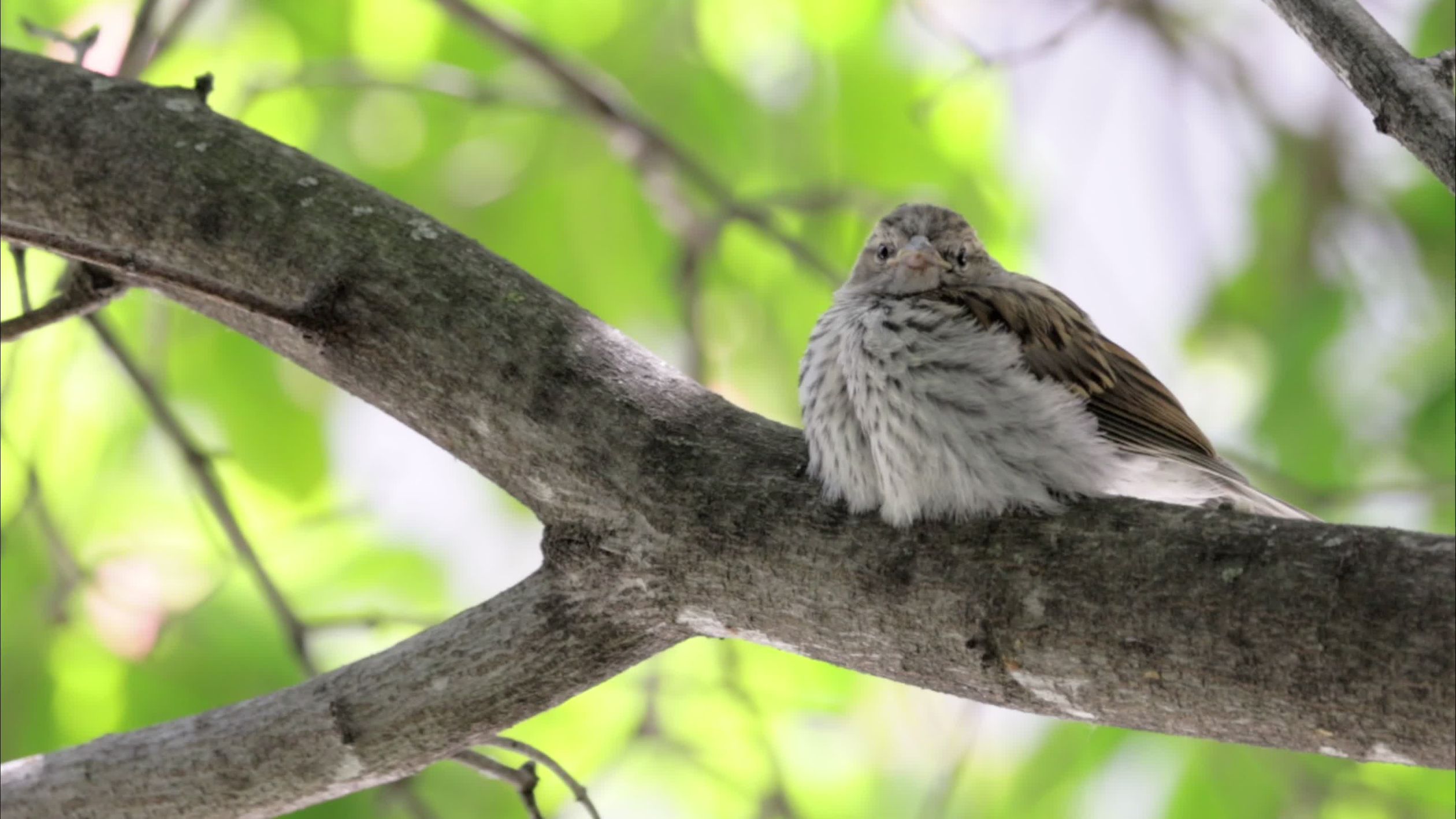 Burung Pipit Di Ranting Pohon Di Hutan Yang Diterangi Sinar Matahari ...