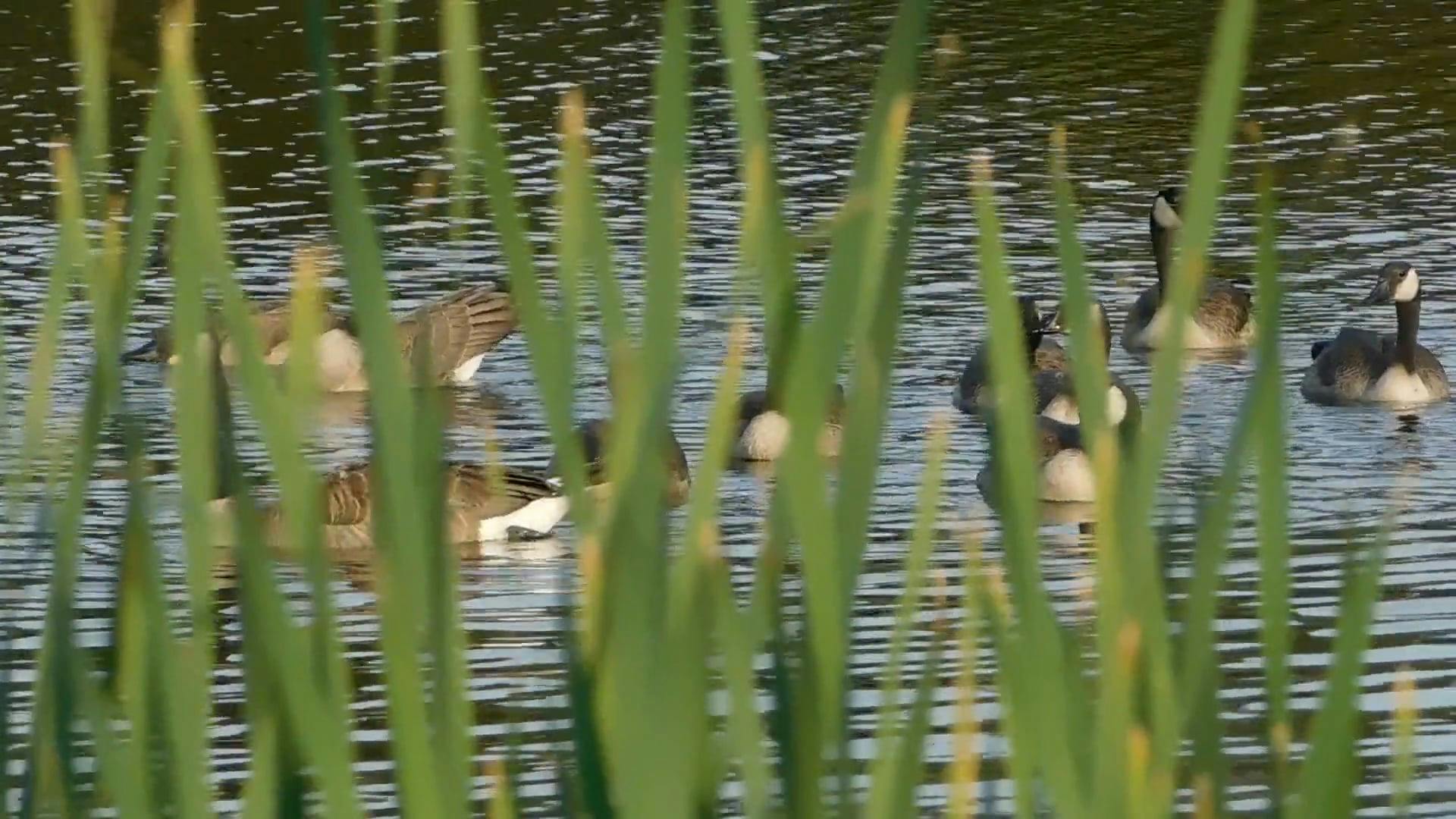 Group Of Ducks Videos, Download The BEST Free 4k Stock Video Footage