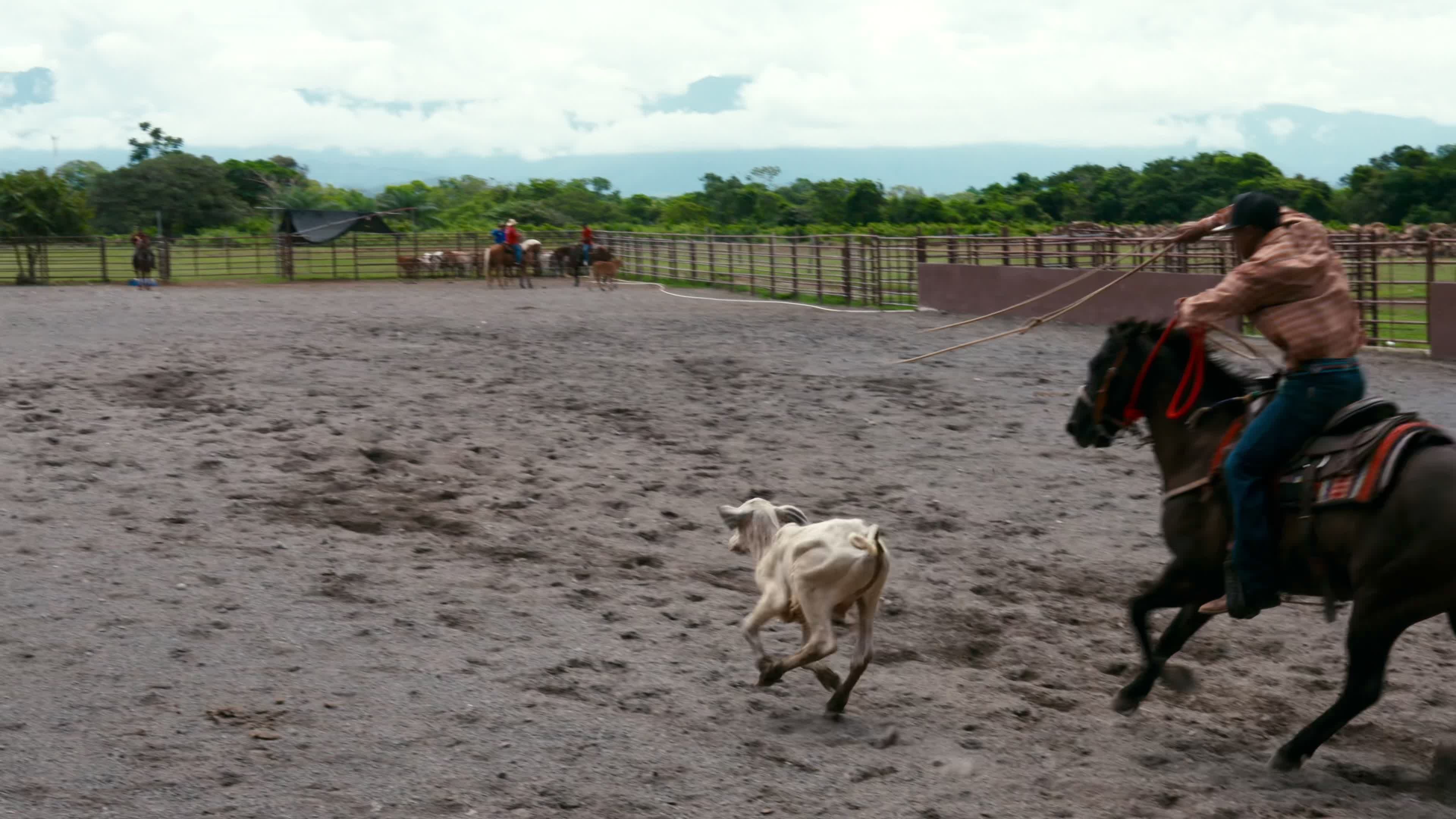 Cowboy Chasing Goat in Outdoor Arena Free Stock Video Footage, Royalty ...
