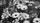black and white flowers
