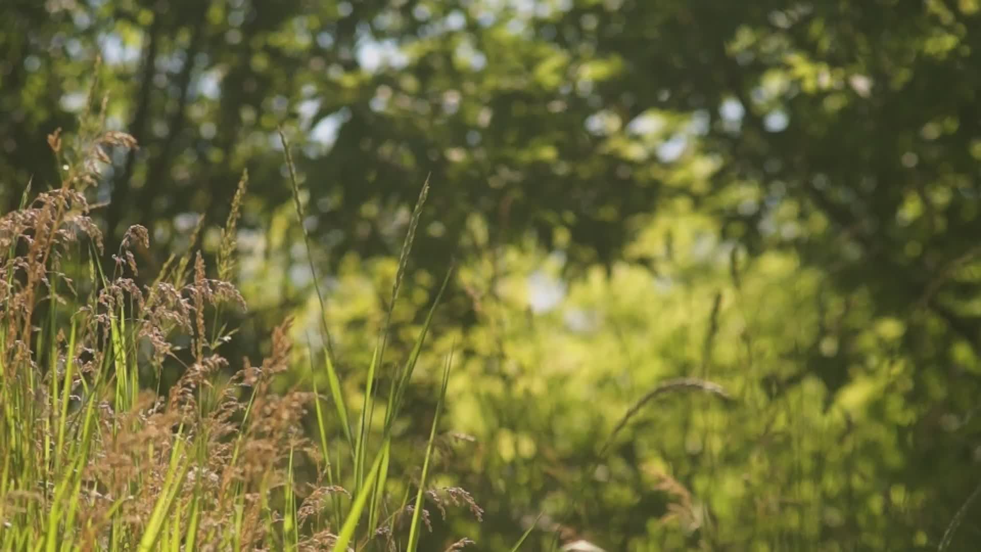 Video by Ruslan Sikunov