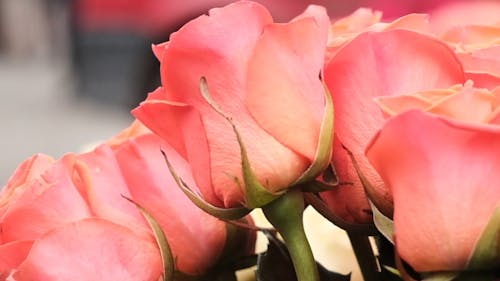 Close Up Footage Of A Pink Rose