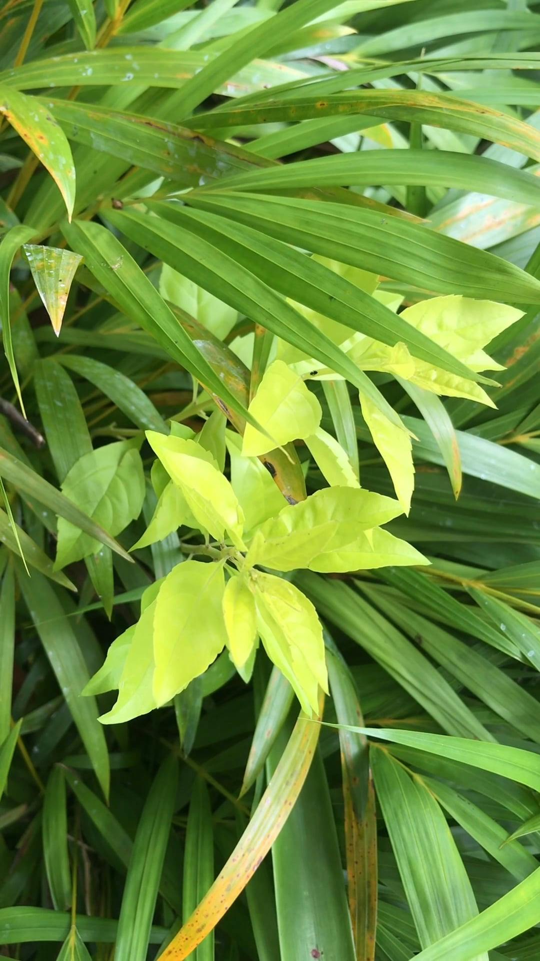 Plants With Yellow And Green Leaves · Free Stock Video
