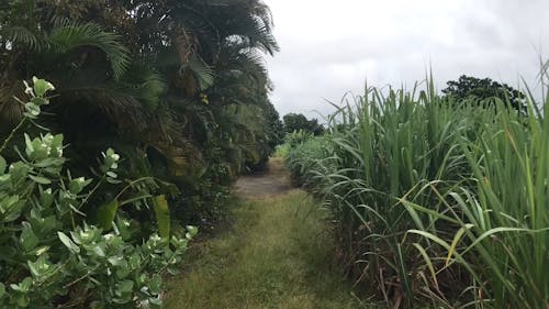 Pathway Between Trees and Plants