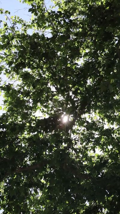 Melike's nature timelapse video