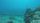 great barrier reef