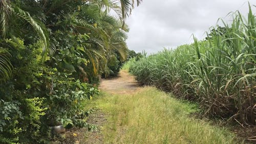 緑の木々と植物の間の未舗装の経路