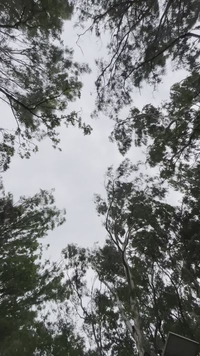 sajhad's nature timelapse video