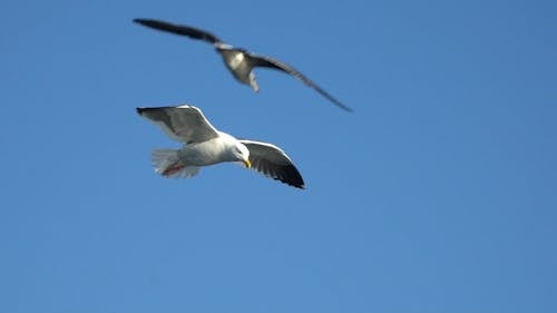 Close Up Footage Of The Bird Flying