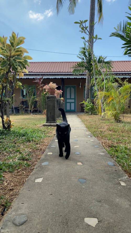 Footage Of A Black Cat Walking