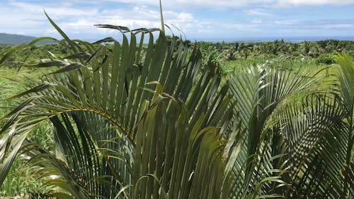 Palm Leaves Swaying in the Wind