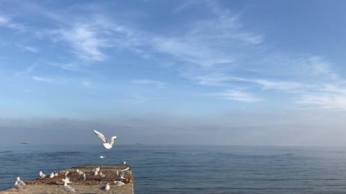 Sea Under A Blue Sky With Seagulls On A Rock