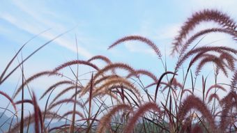 节气白露视频素材免费下载免费下载高清视频视频素材