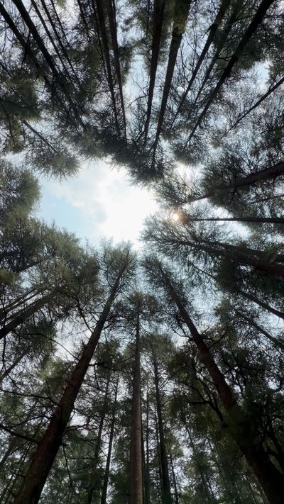 Gaurav Budhiraja's nature timelapse video