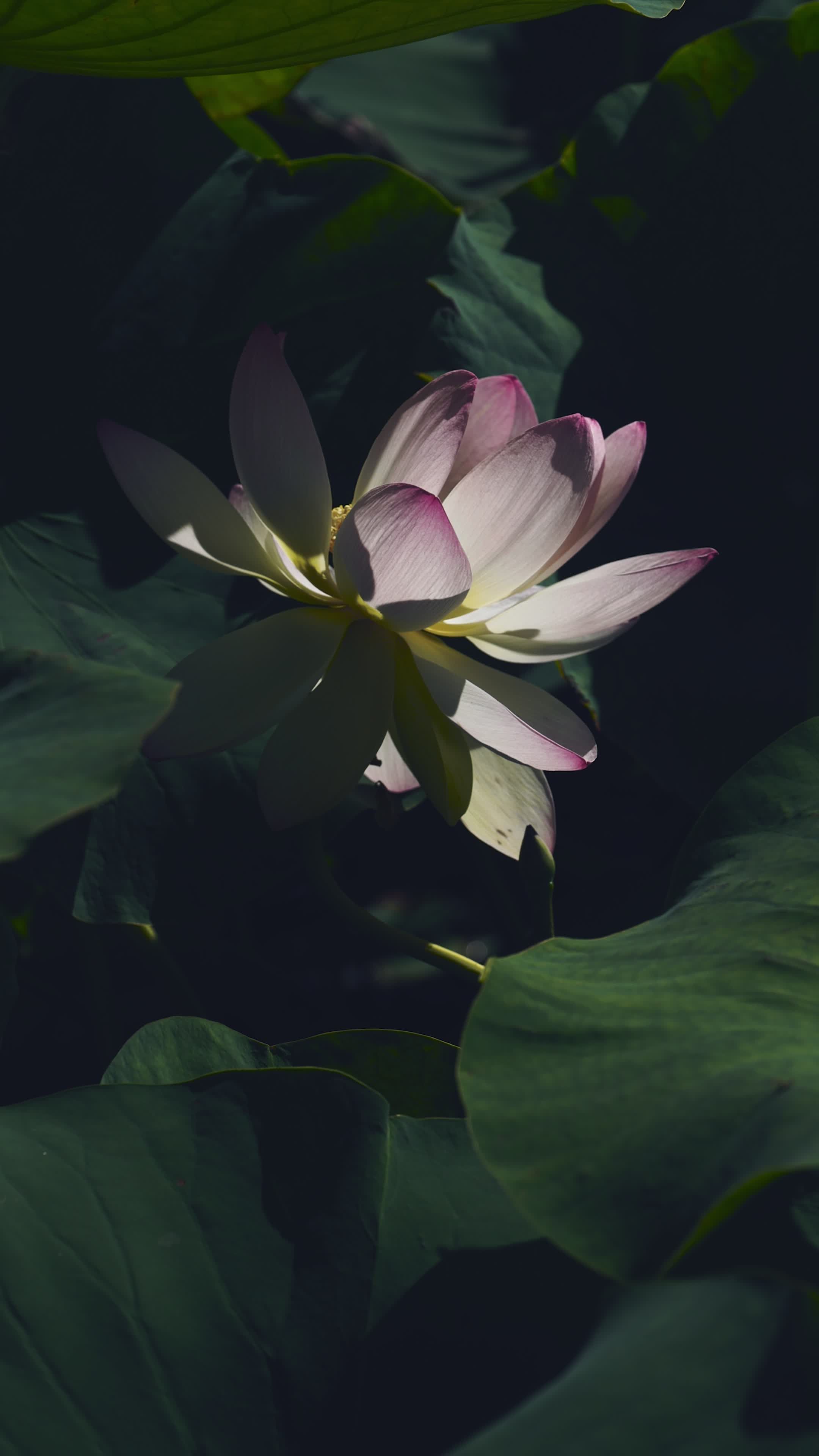 お疲れさま
🎥 정규송 Nui MALAMA · Pexels
#癒し #リラックス #自然 #relax #healing