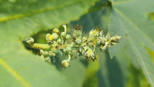 Close-up View Of Flower Buds