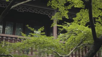 江南小院视频素材