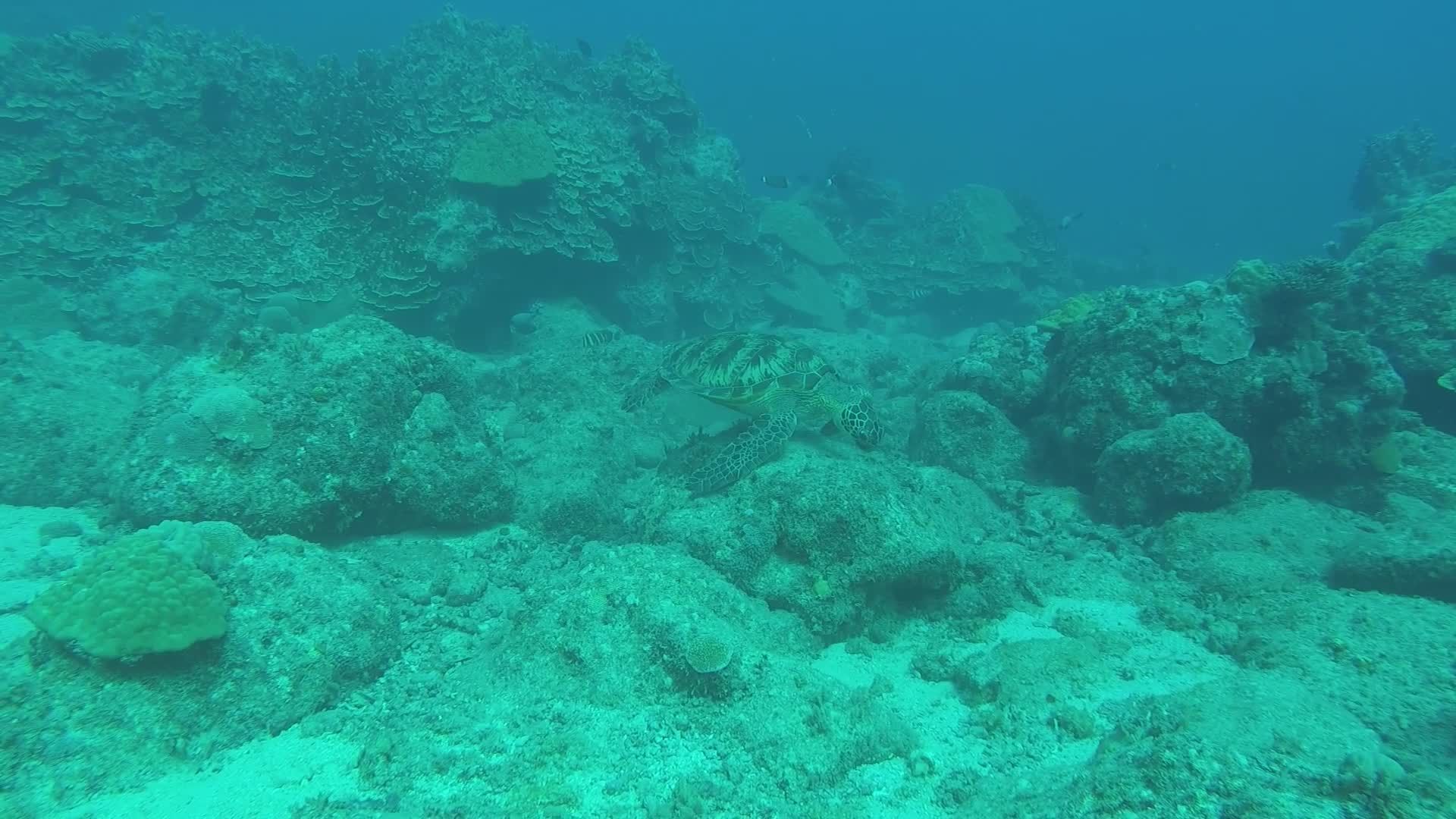 underwater coral reef with octopus camouflage 38367230 — free pexels stock footage