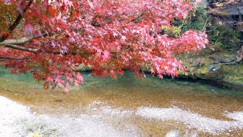 The Changing Color Of Leaves During Autumn Season