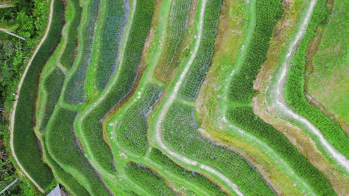 Imagens De Drones De Terraços De Arroz Em Encostas De Montanha