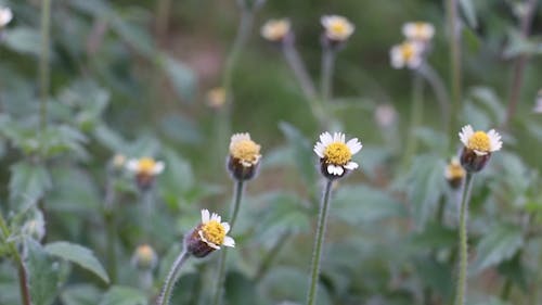 Close Footage Of Tiny Weed Flowers