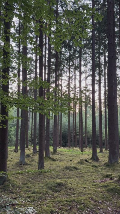 Anastasiia  Klochko's nature timelapse video