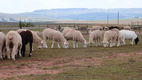 Grupa Owiec Jedzących Trawę Razem
